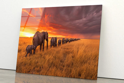 A Herd of Elephants Moving Across an Open Field Acrylic Glass Print Tempered Glass Wall Art 100% Made in Australia Ready to Hang