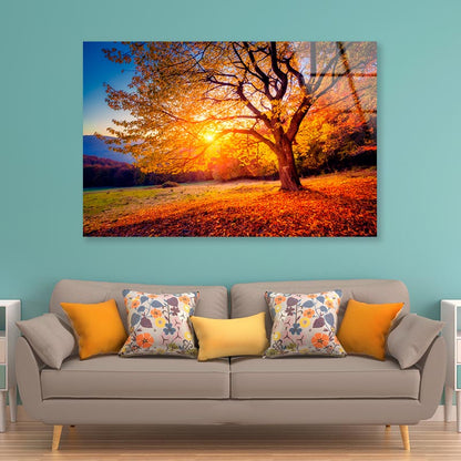 Beech Tree On a Hill Slope with Sunny Beams at Mountain Valley  Acrylic Glass Print Tempered Glass Wall Art 100% Made in Australia Ready to Hang