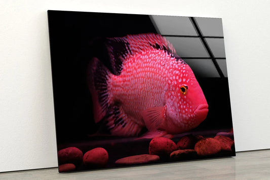 Pink Fish Closeup View UV Direct Aluminum Print Australian Made Quality