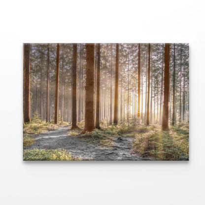 Forest With Sunrays Acrylic Glass Print Tempered Glass Wall Art 100% Made in Australia Ready to Hang