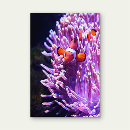 Clownfish Sea Anemone Reef Australia 40x60cm Metal Print Ready to Hang