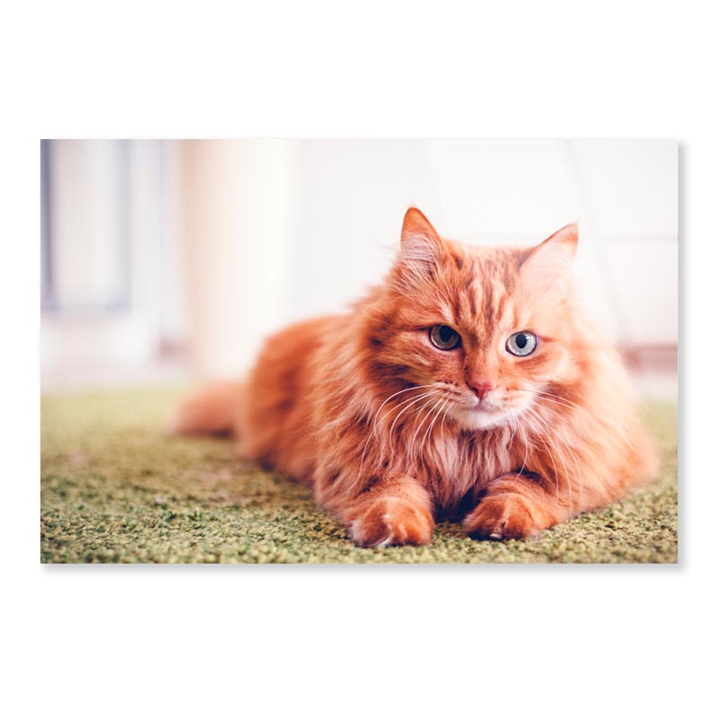 Beautiful Red Fluffy Cat with Green Eyes Acrylic Glass Print Tempered Glass Wall Art 100% Made in Australia Ready to Hang