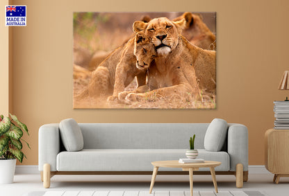 Predator’s Love Lioness and Cub South Africa Wall Art Decor 100% Australian Made