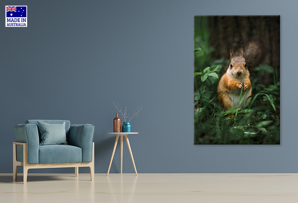 Beautiful Animals Cute squirrel in Forest Wall Art Decor 100% Australian Made