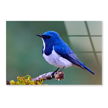 Ultramarine Flycatcher Cute Blue Bird Perching on Top Mossy  Acrylic Glass Print Tempered Glass Wall Art 100% Made in Australia Ready to Hang