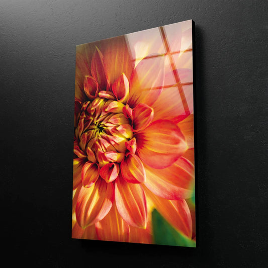 Orange Flower Closeup UV Direct Aluminum Print Australian Made Quality