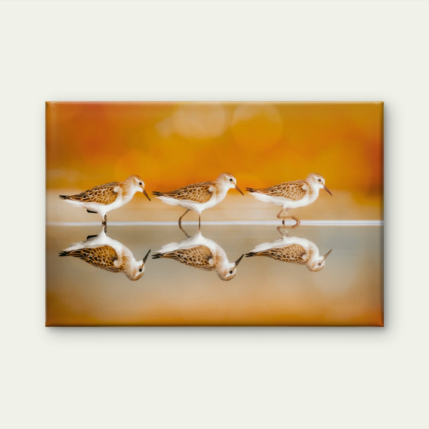 Western Sandpiper Birds Water Reflection Art Wall Art Decor 100% Australian Made - Bella Home Decor