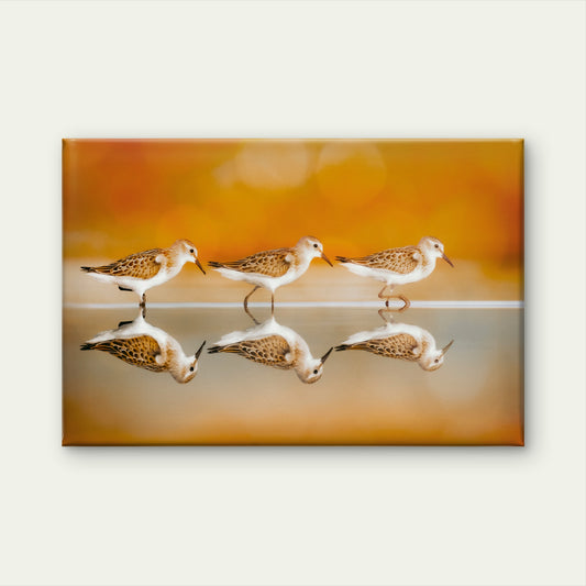 Western Sandpiper Birds Water Reflection Art Wall Art Decor 100% Australian Made - Bella Home Decor
