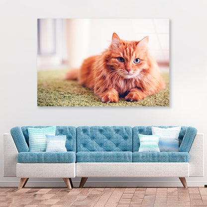 Beautiful Red Fluffy Cat with Green Eyes Acrylic Glass Print Tempered Glass Wall Art 100% Made in Australia Ready to Hang