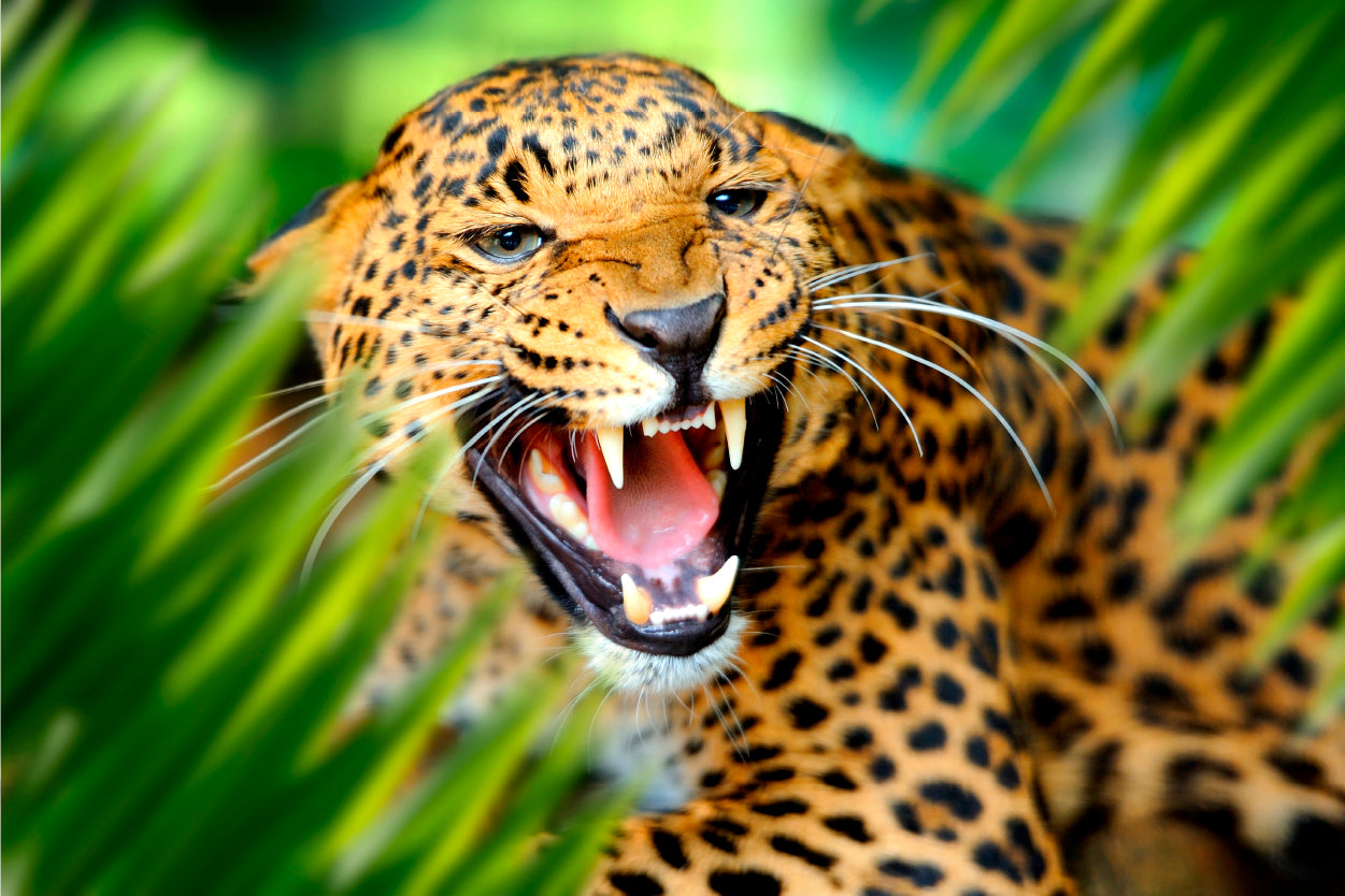 Snarling African Leopard in Tropical Leaf Wall Art Decor 100% Australian Made
