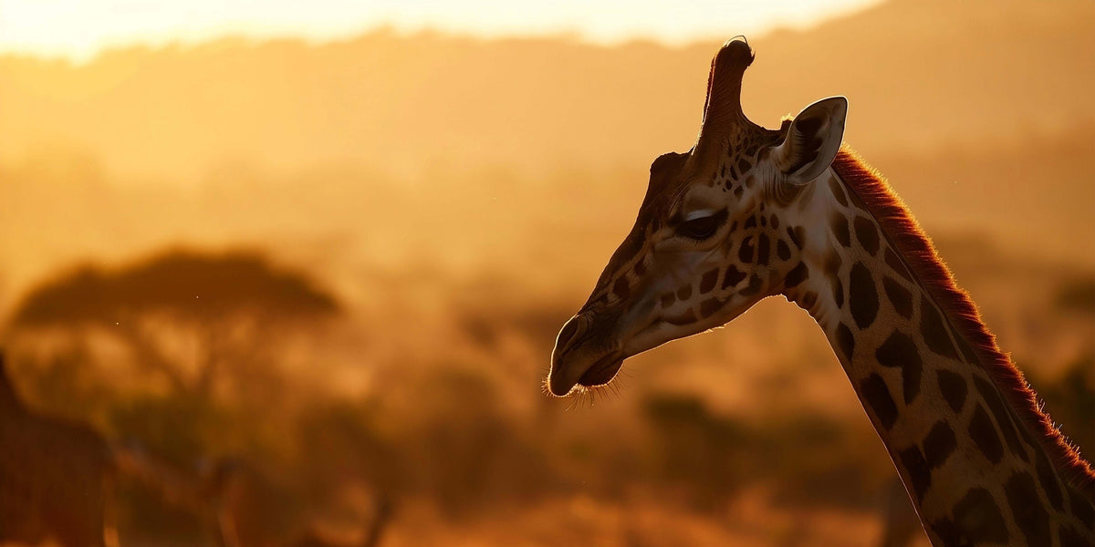 African Giraffe Sunset Wildlife Wall Art Canvas Office Home Framed 120x60cm