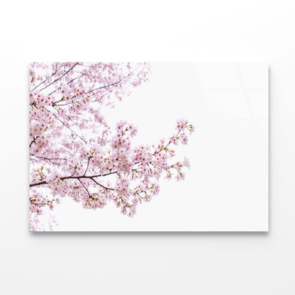 Branch of Pink Cherry Blossom Acrylic Glass Print Tempered Glass Wall Art 100% Made in Australia Ready to Hang - Bella Home Decor