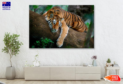 Tiger Is Laying on A Tree Branch Wall Art Decor 100% Australian Made