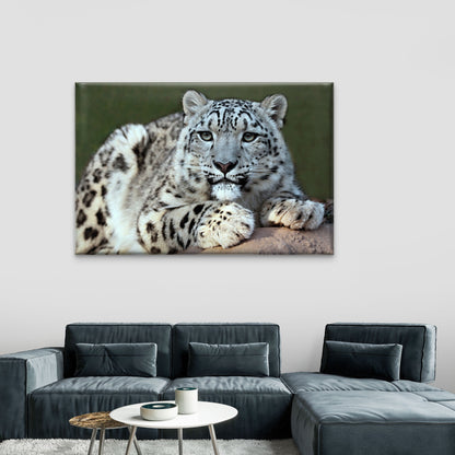 A Solitary Snow Leopard Crouching Atop a High Himalayan Crag Wall Art Decor 100% Australian Made