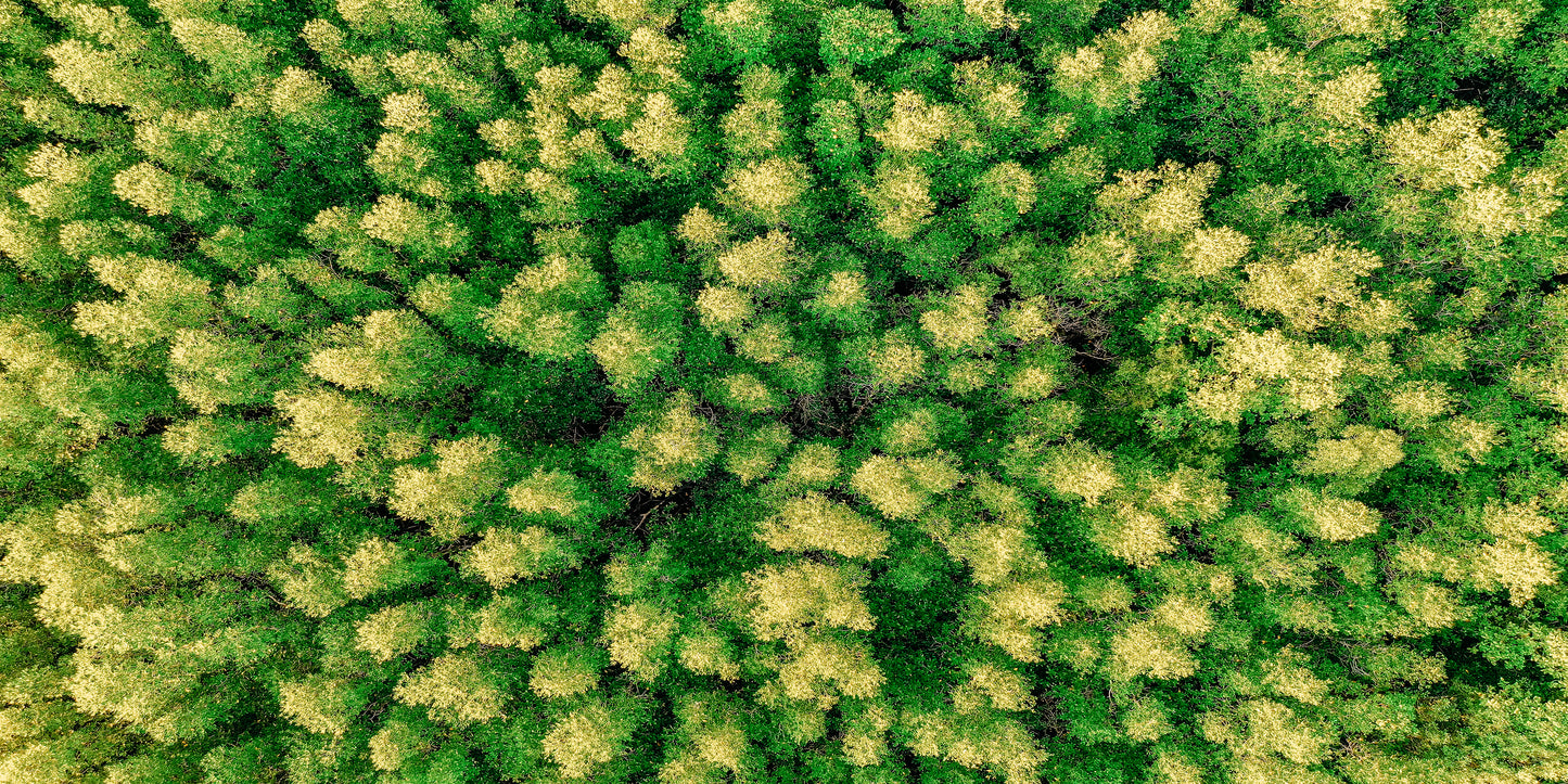 Aerial View of Green Trees Rain Forest Wall Art Canvas Office Home Room Framed 120x60cm
