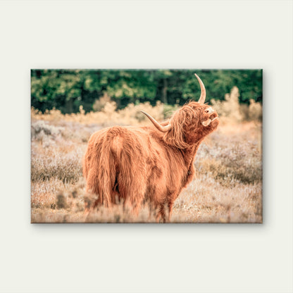 Majestic Highland Cow Rustic Farmhouse Scottish Animal Wall Art Decor 100% Australian Made