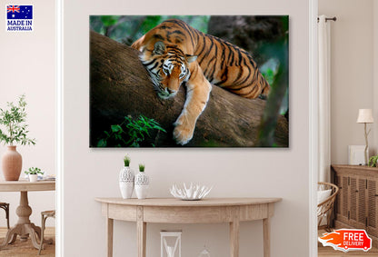 Tiger Is Laying on A Tree Branch Wall Art Decor 100% Australian Made