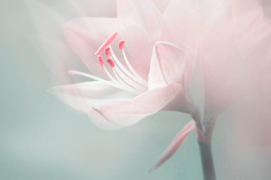 Single Dreamy Surreal White Flower Acrylic Glass Print Tempered Glass Wall Art 100% Made in Australia Ready to Hang - Bella Home Decor