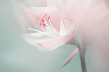 Single Dreamy Surreal White Flower Acrylic Glass Print Tempered Glass Wall Art 100% Made in Australia Ready to Hang - Bella Home Decor