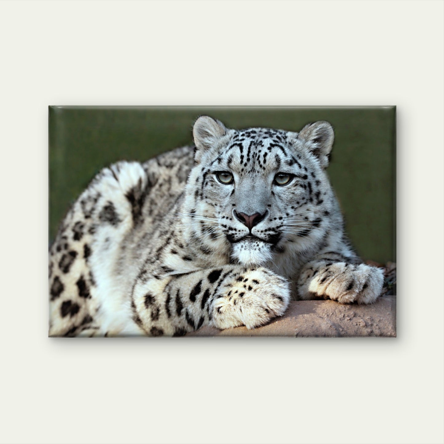A Solitary Snow Leopard Crouching Atop a High Himalayan Crag Wall Art Decor 100% Australian Made