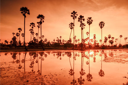 Golden reflection of sugar palm trees in Pathum Thani, Thailand  Wall Art Decor 100% Australian Made