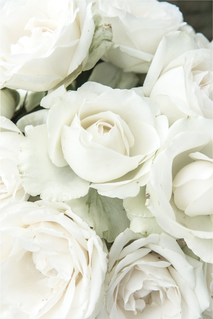 White Roses Closeup Botanical View Wall Art Decor 100% Australian Made