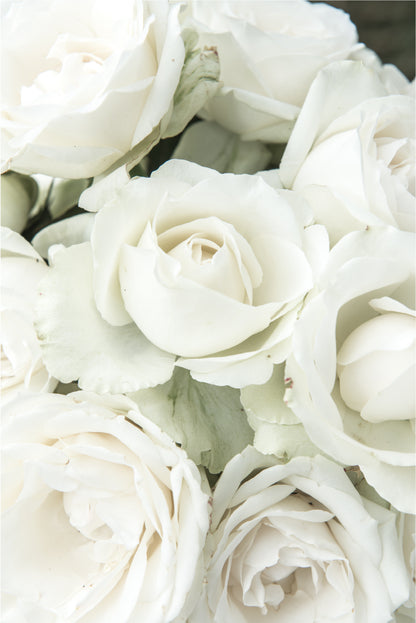 White Roses Closeup Botanical View Wall Art Decor 100% Australian Made