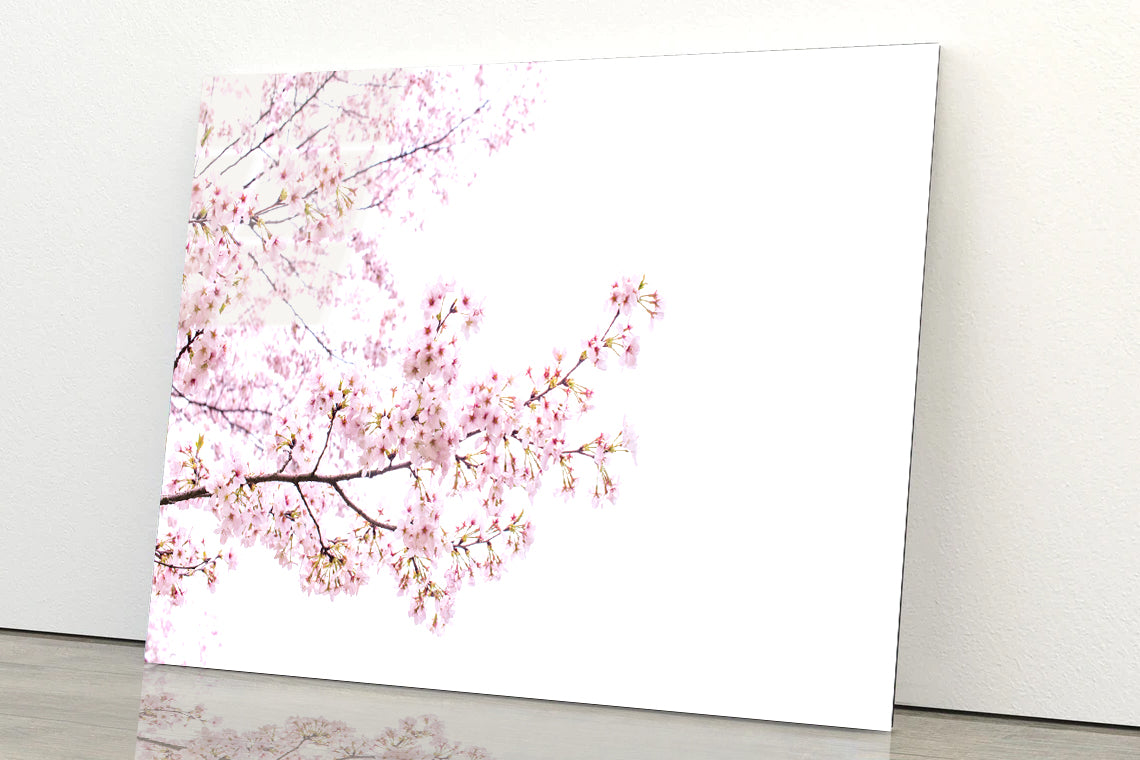 Branch of Pink Cherry Blossom Acrylic Glass Print Tempered Glass Wall Art 100% Made in Australia Ready to Hang - Bella Home Decor