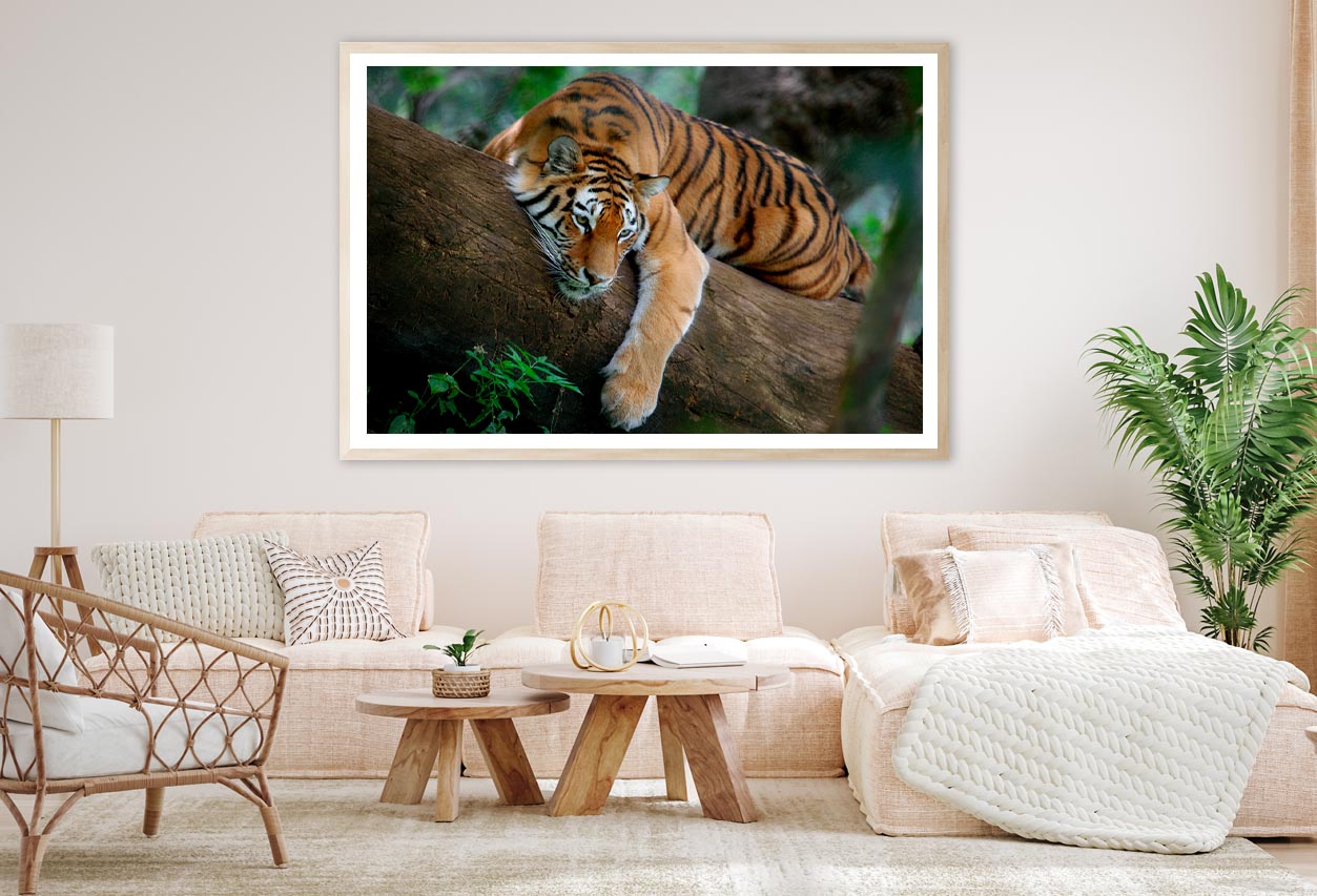 Tiger Is Laying on A Tree Branch Home Decor Premium Quality Poster Print Choose Your Sizes - Bella Home Decor
