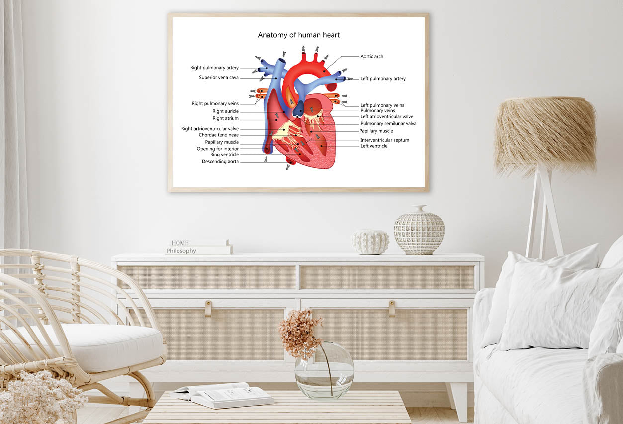 Medical Human Heart Illustration Home Decor Premium Quality Poster Print Choose Your Sizes