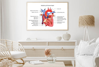 Medical Human Heart Illustration Home Decor Premium Quality Poster Print Choose Your Sizes