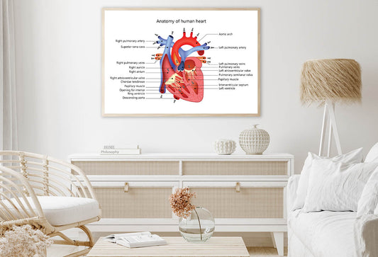 Medical Human Heart Illustration Home Decor Premium Quality Poster Print Choose Your Sizes