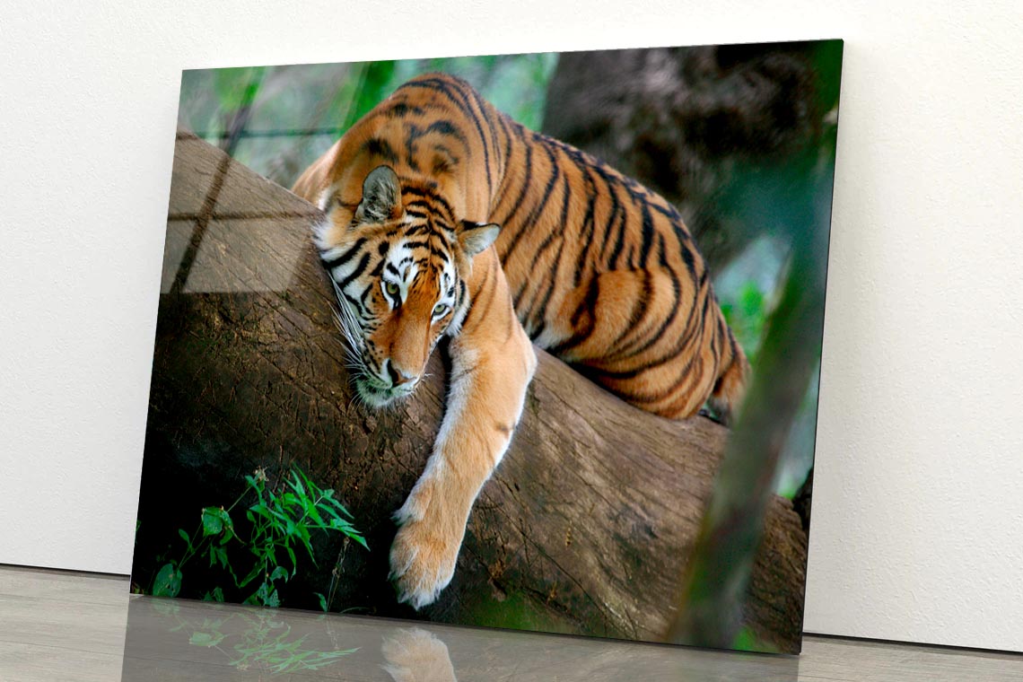 Tiger Is Laying on A Tree Branch Acrylic Glass Print Tempered Glass Wall Art 100% Made in Australia Ready to Hang - Bella Home Decor
