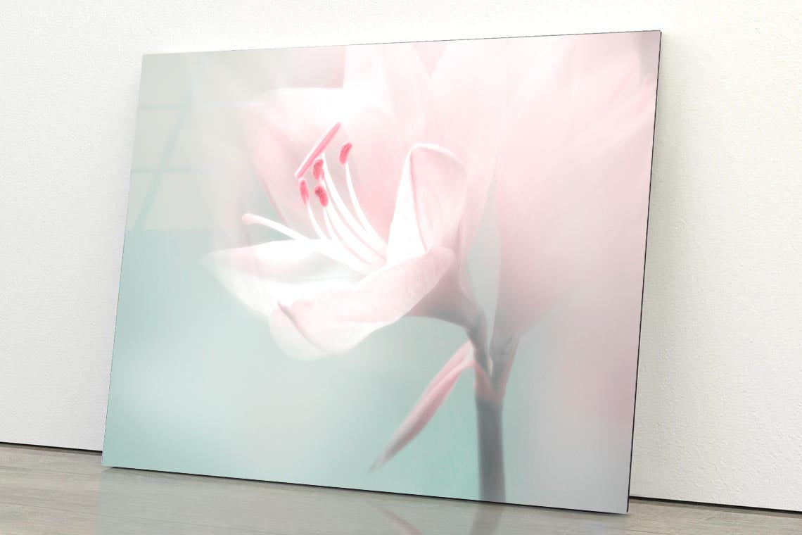 Single Dreamy Surreal White Flower Acrylic Glass Print Tempered Glass Wall Art 100% Made in Australia Ready to Hang - Bella Home Decor