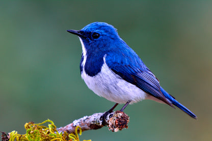 Ultramarine Flycatcher Cute Blue Bird Perching on Top Mossy  Acrylic Glass Print Tempered Glass Wall Art 100% Made in Australia Ready to Hang