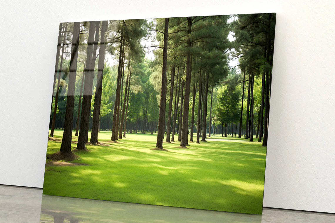 Pine Trees Line the Forest Acrylic Glass Print Tempered Glass Wall Art 100% Made in Australia Ready to Hang - Bella Home Decor