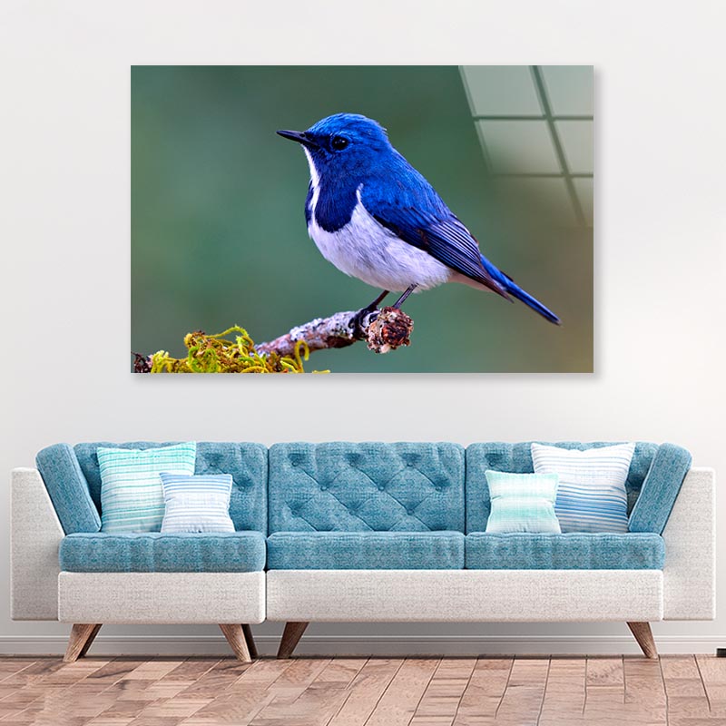 Ultramarine Flycatcher Cute Blue Bird Perching on Top Mossy  Acrylic Glass Print Tempered Glass Wall Art 100% Made in Australia Ready to Hang