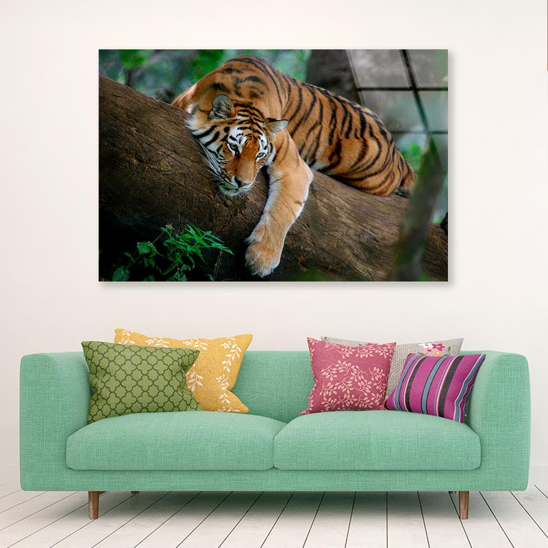 Tiger Is Laying on A Tree Branch Acrylic Glass Print Tempered Glass Wall Art 100% Made in Australia Ready to Hang - Bella Home Decor