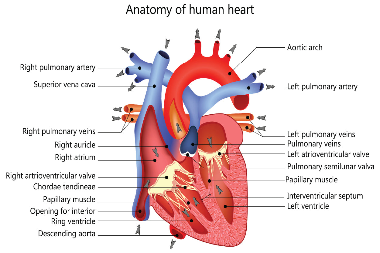 Medical Human Heart Illustration Home Decor Premium Quality Poster Print Choose Your Sizes