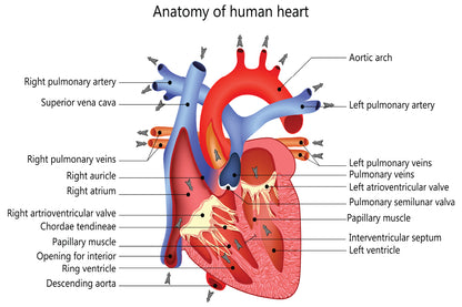 Medical Human Heart Illustration Home Decor Premium Quality Poster Print Choose Your Sizes