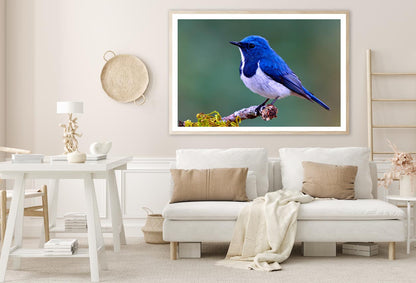 Ultramarine Flycatcher Cute Blue Bird Perching on Top Mossy Home Decor Premium Quality Poster Print Choose Your Sizes - Bella Home Decor