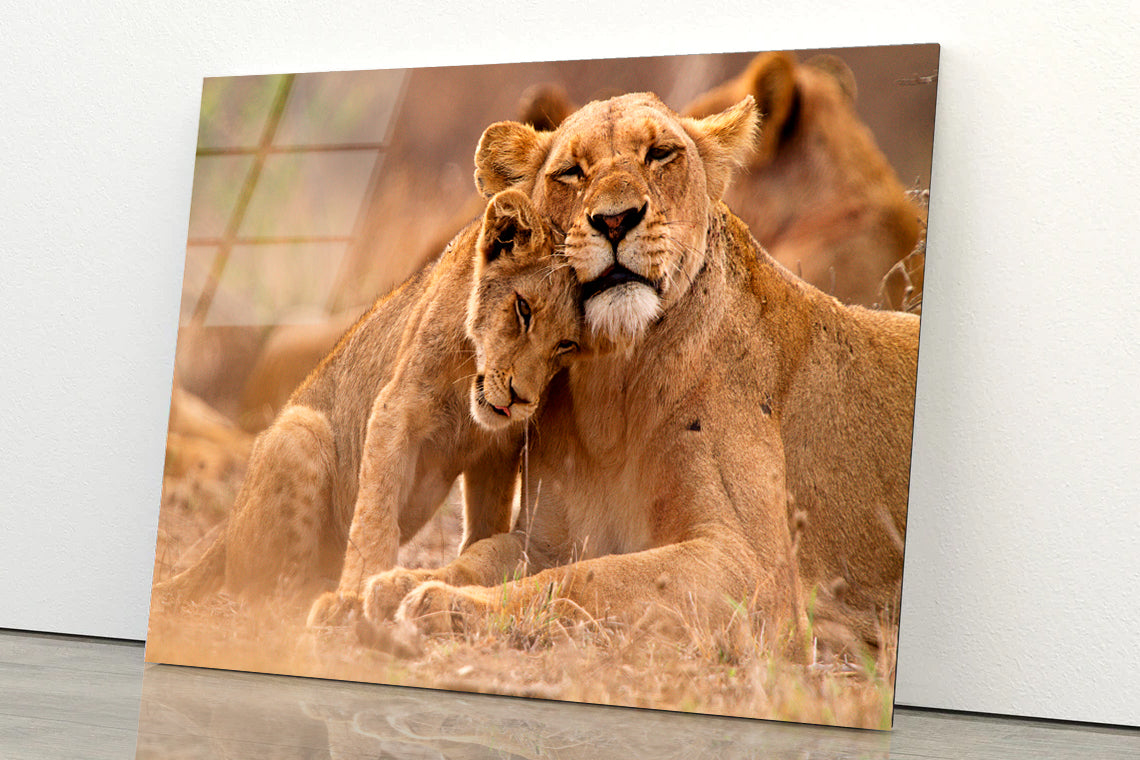 Predator’s Love Lioness and Cub South Africa Acrylic Glass Print Tempered Glass Wall Art 100% Made in Australia Ready to Hang