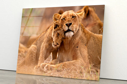 Predator’s Love Lioness and Cub South Africa Acrylic Glass Print Tempered Glass Wall Art 100% Made in Australia Ready to Hang