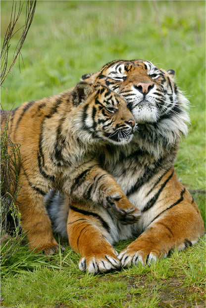 Sumatran Tiger Female with Cub Wild Animals Wall Art Decor 100% Australian Made