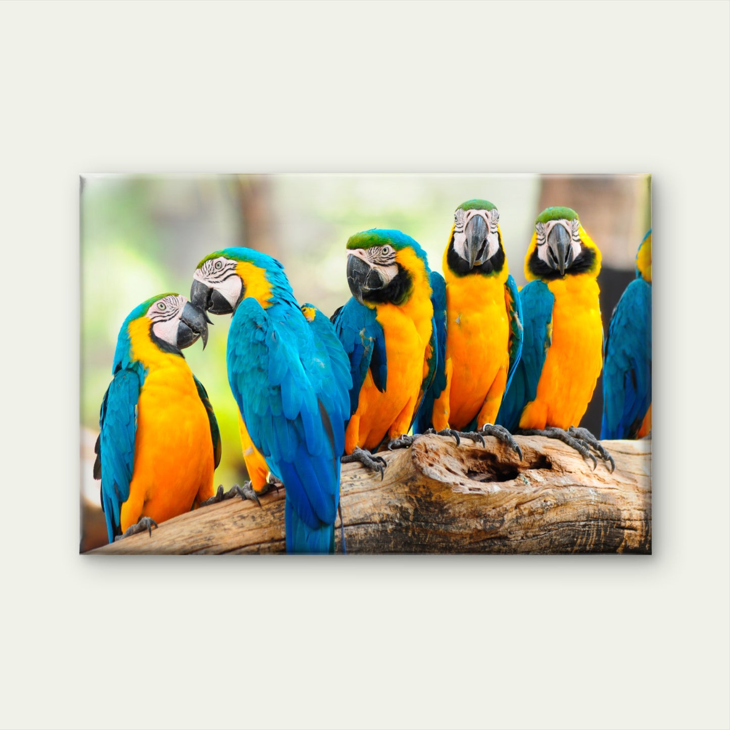 Blue and Yellow Macaw Parrot Wall Art Decor 100% Australian Made