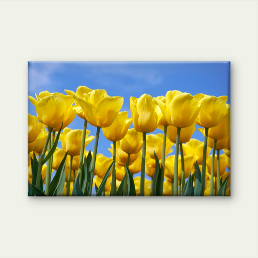 Netherlands Yellow Tulips in Full Bloom Wall Art Decor 100% Australian Made - Bella Home Decor