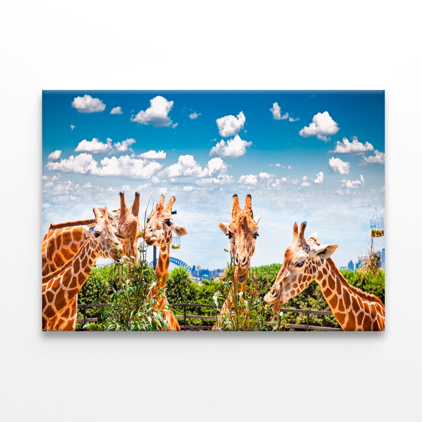 Giraffes at Taronga Zoo Sydney with Harbour Bridge Wall Art Decor 100% Australian Made