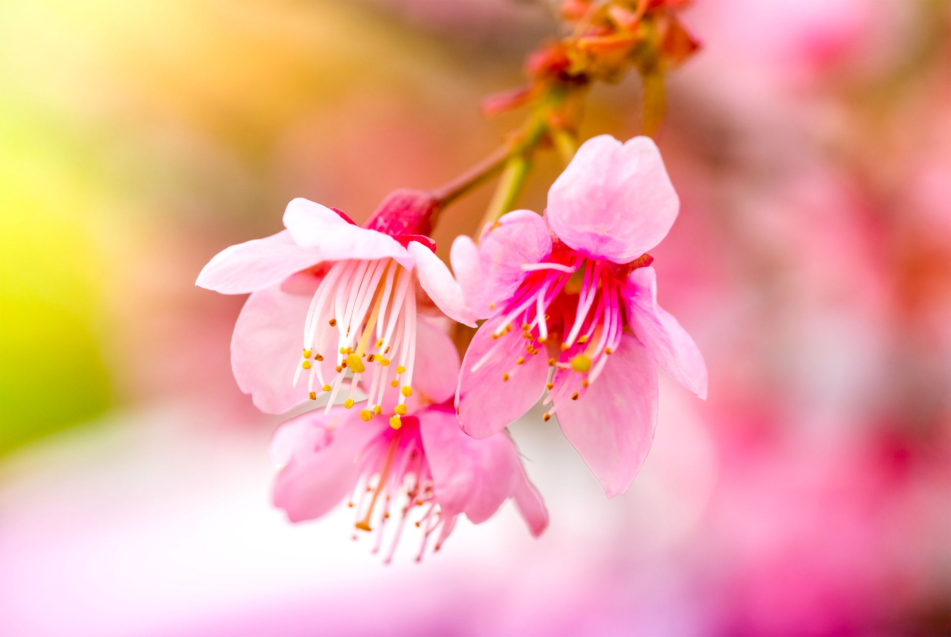 Japanese Pink Cherry Blossoms Wall Art Decor 100% Australian Made - Bella Home Decor