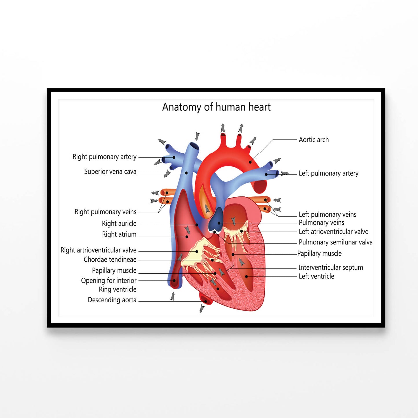 Medical Human Heart Illustration Home Decor Premium Quality Poster Print Choose Your Sizes