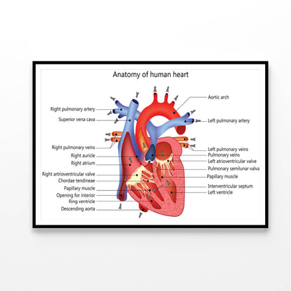 Medical Human Heart Illustration Home Decor Premium Quality Poster Print Choose Your Sizes